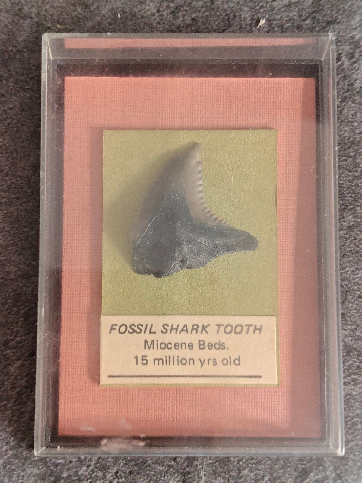 Prachtige Fossiele Haaientand (Mioceen) in Vintage Display!, Ophalen of Verzenden, Overige typen