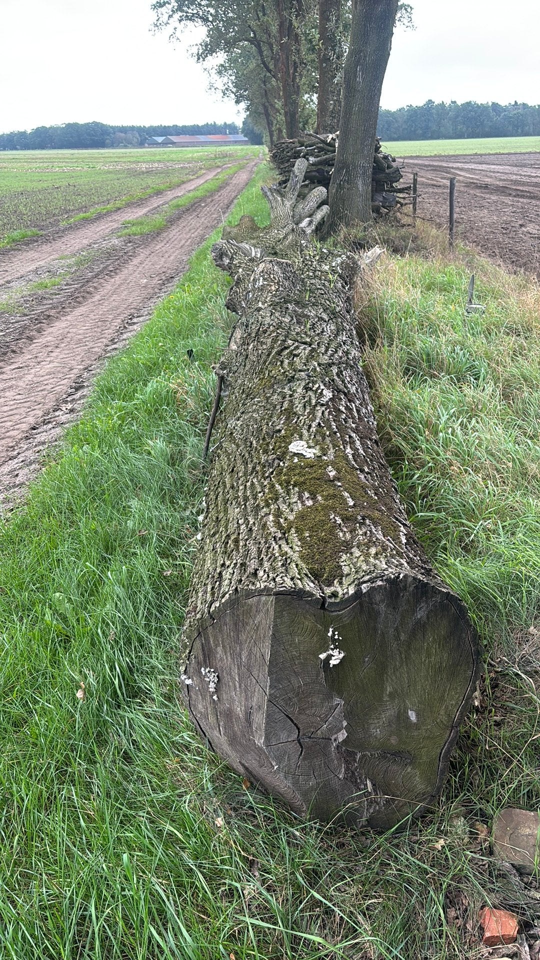 Kachelhout, stookhout, brandhout, hout stammen, Ophalen, Bloeit niet, Volle zon, Overige soorten