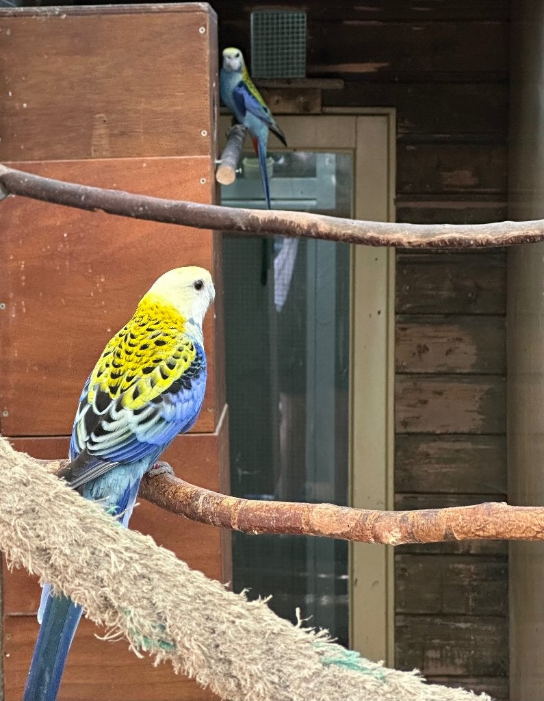 Bleekkop rosella koppel & losse man en pop, Dieren en Toebehoren, Vogels | Parkieten en Papegaaien, Meerdere dieren, Parkiet