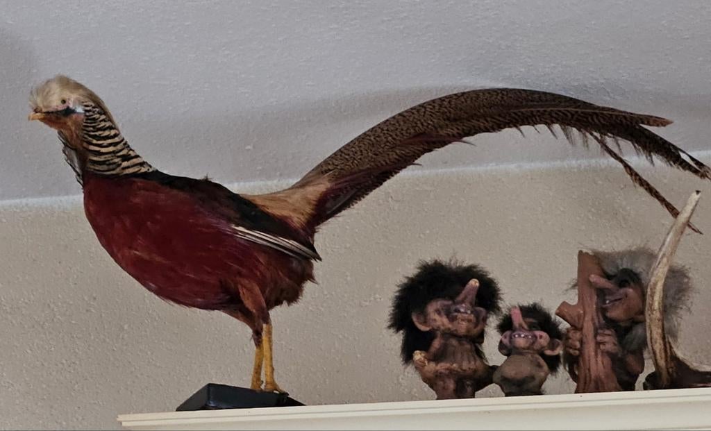 Taxidermie opgezette goudfazant, Mannelijk