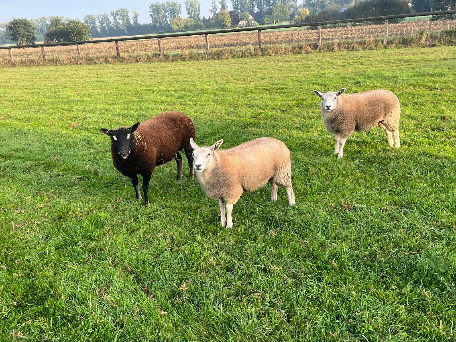 Prima ooilammeren Dassenkop x Bonte ram, Meerdere dieren, Schaap