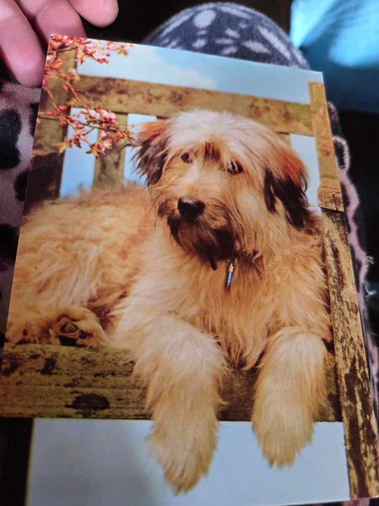 Vintage Ansichtkaart: Schattige Hond op Bankje, Ophalen of Verzenden, 1960 tot 1980, Ongelopen, Hond of Kat