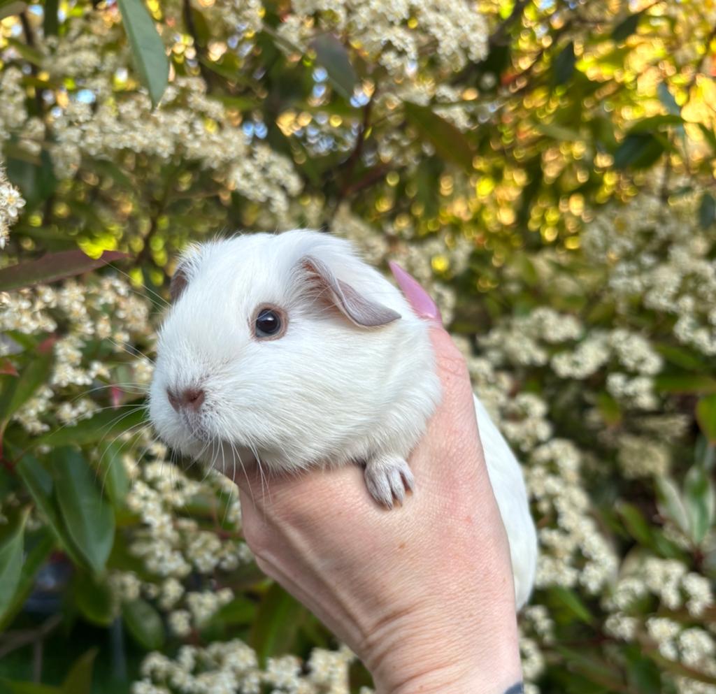 Super lief cali california wit gladhaar zeugje, Dieren en Toebehoren, Knaagdieren, Cavia, Vrouwelijk, Mei, Tam