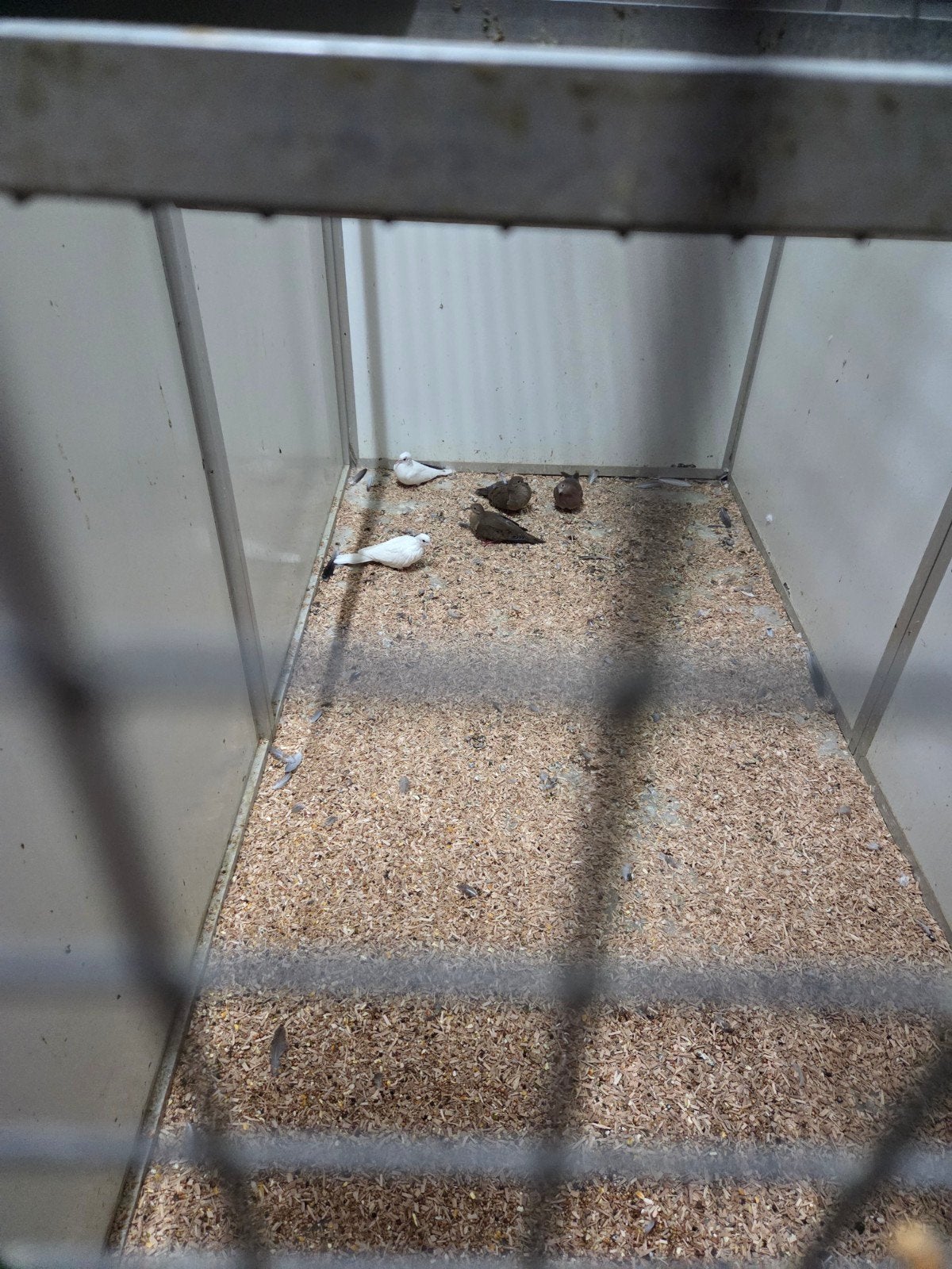 witte senegal duifjes, Dieren en Toebehoren