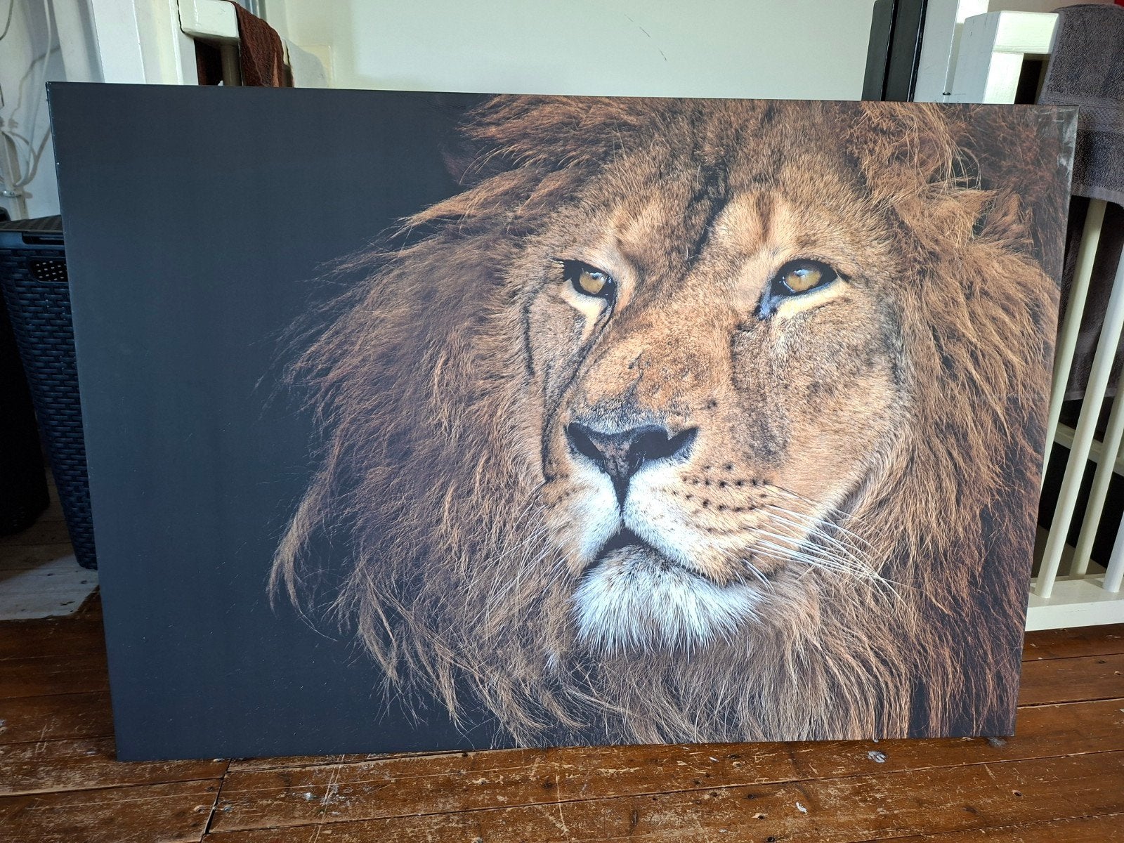 Canvas schilderij leeuw 116x80 cm, Ophalen, Zo goed als nieuw, Schilderij, 100 tot 125 cm