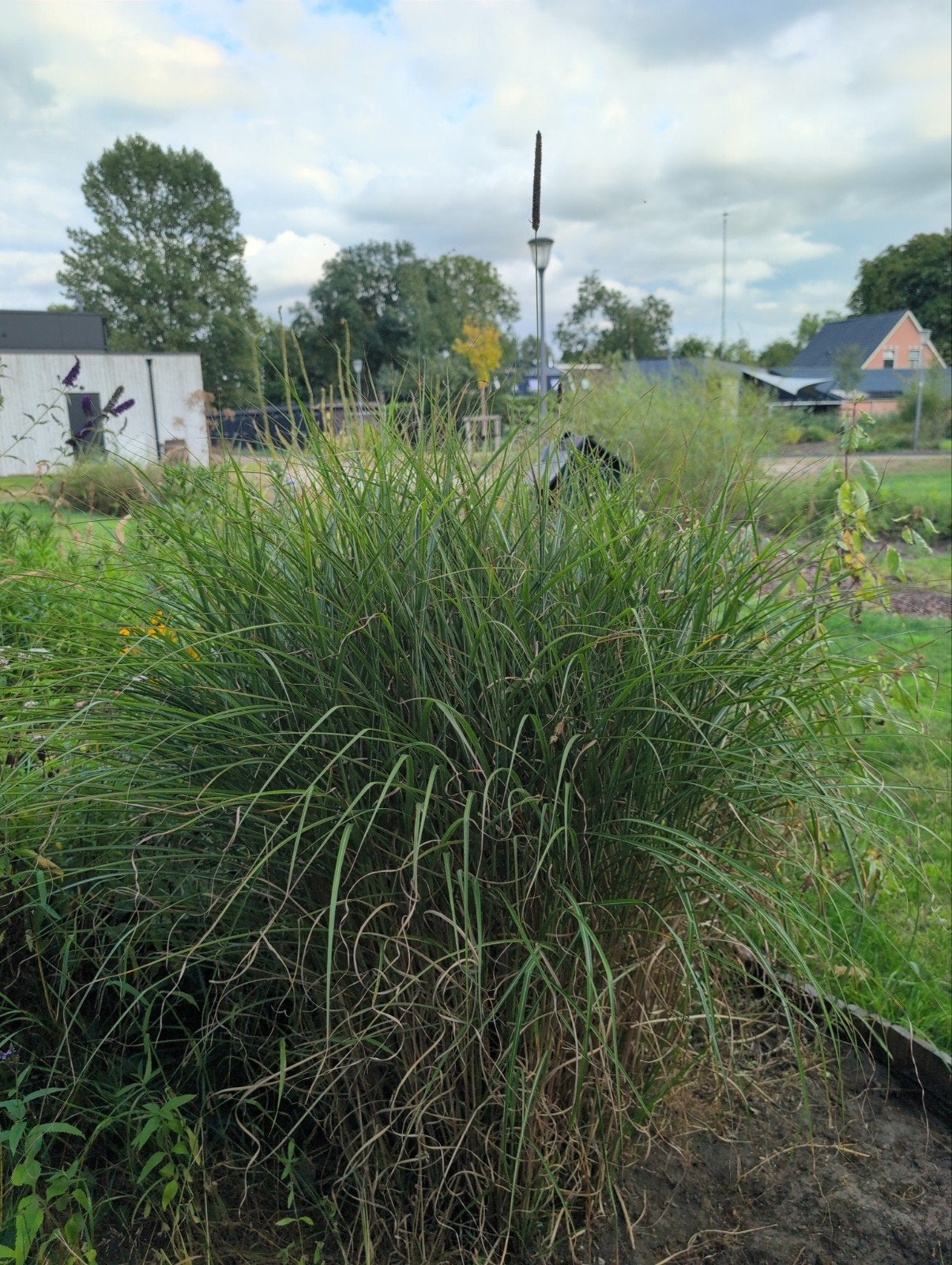Siergras voor tuin of border, Ophalen, Siergrassen, Volle zon