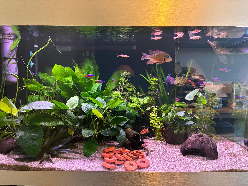 Complete Aquarium Setup + Heel Veel Accessoires – In 1 Koop!, Dieren en Toebehoren, Vissen | Aquaria en Toebehoren, Ophalen, Gebruikt