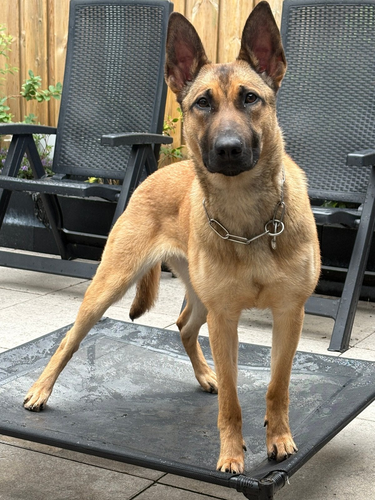 X mechelse herder teef, Dieren en Toebehoren, Honden | Niet-rashonden, 15 weken tot 1 jaar, Teef, Eén hond, Nederland