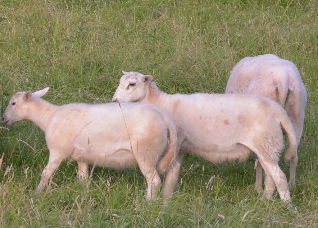 Easycare/maasduin ooi lammeren, Dieren en Toebehoren, Vrouwelijk, Schaap