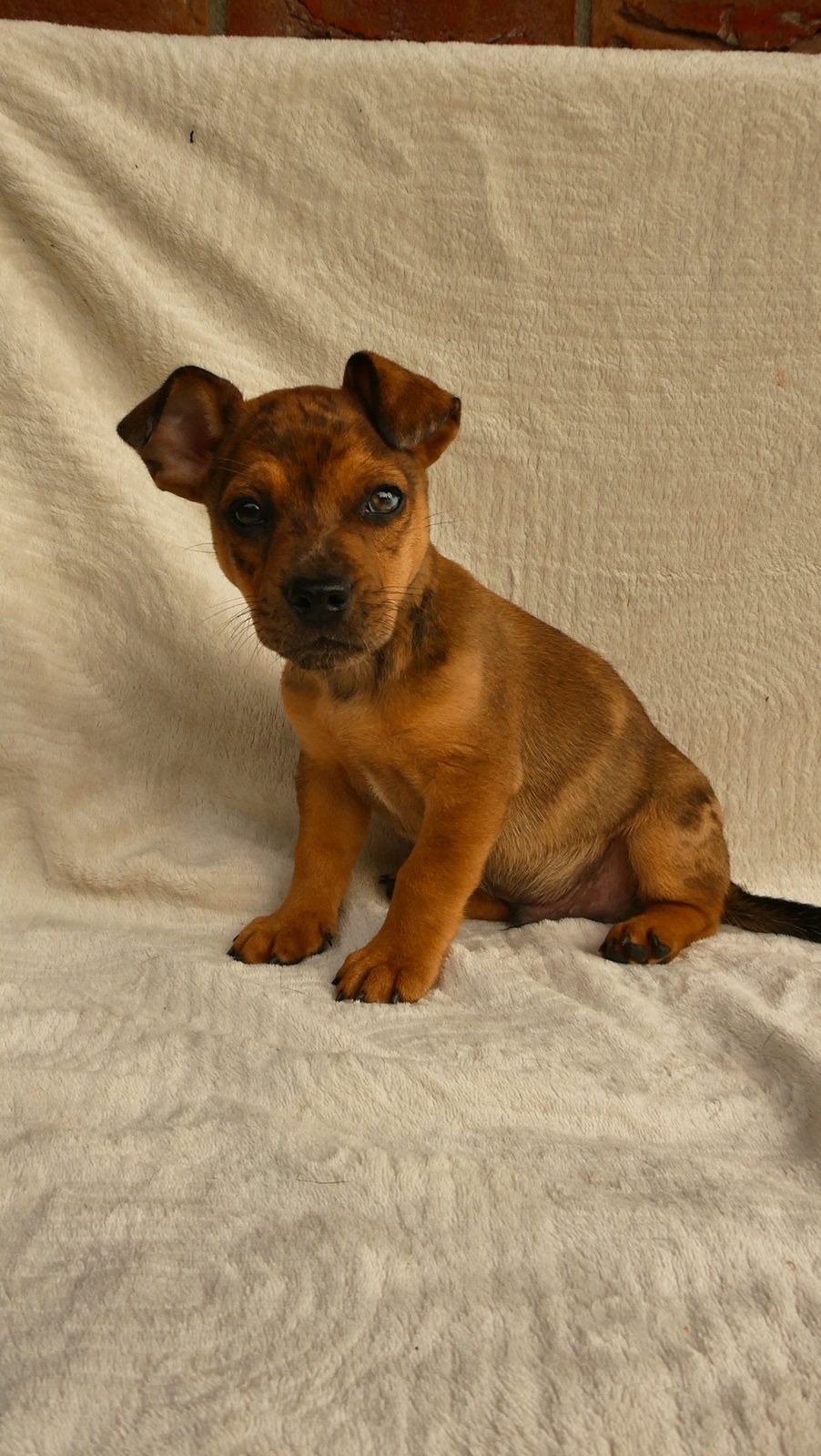 Super speciale pup te koop, Jack Russell Terriër, Reu, Eén hond, Nederland