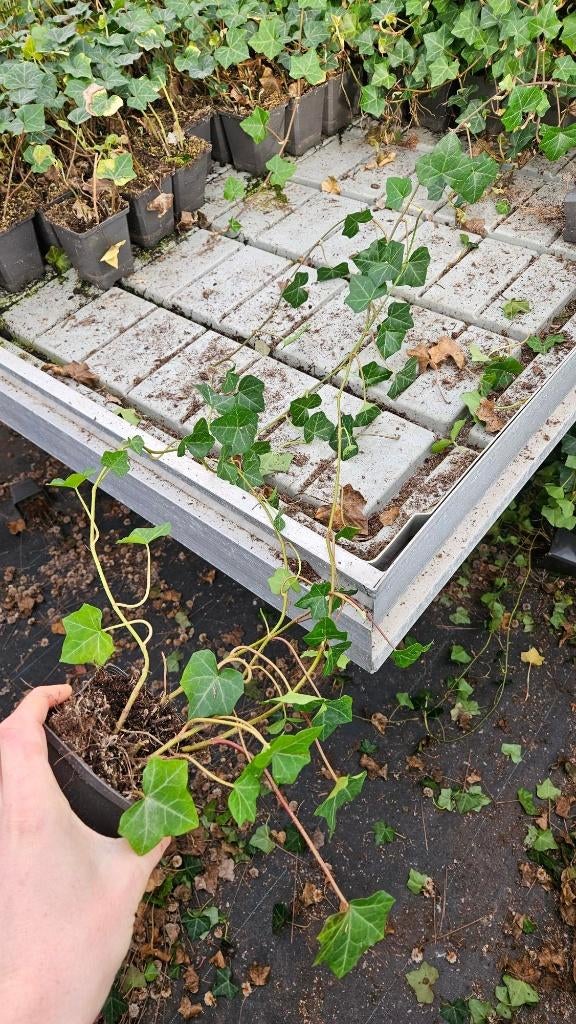 Hedera Hibernica - Klimop - Ranken 50-70cm, Ophalen of Verzenden, Overige soorten, Haag, Minder dan 100 cm