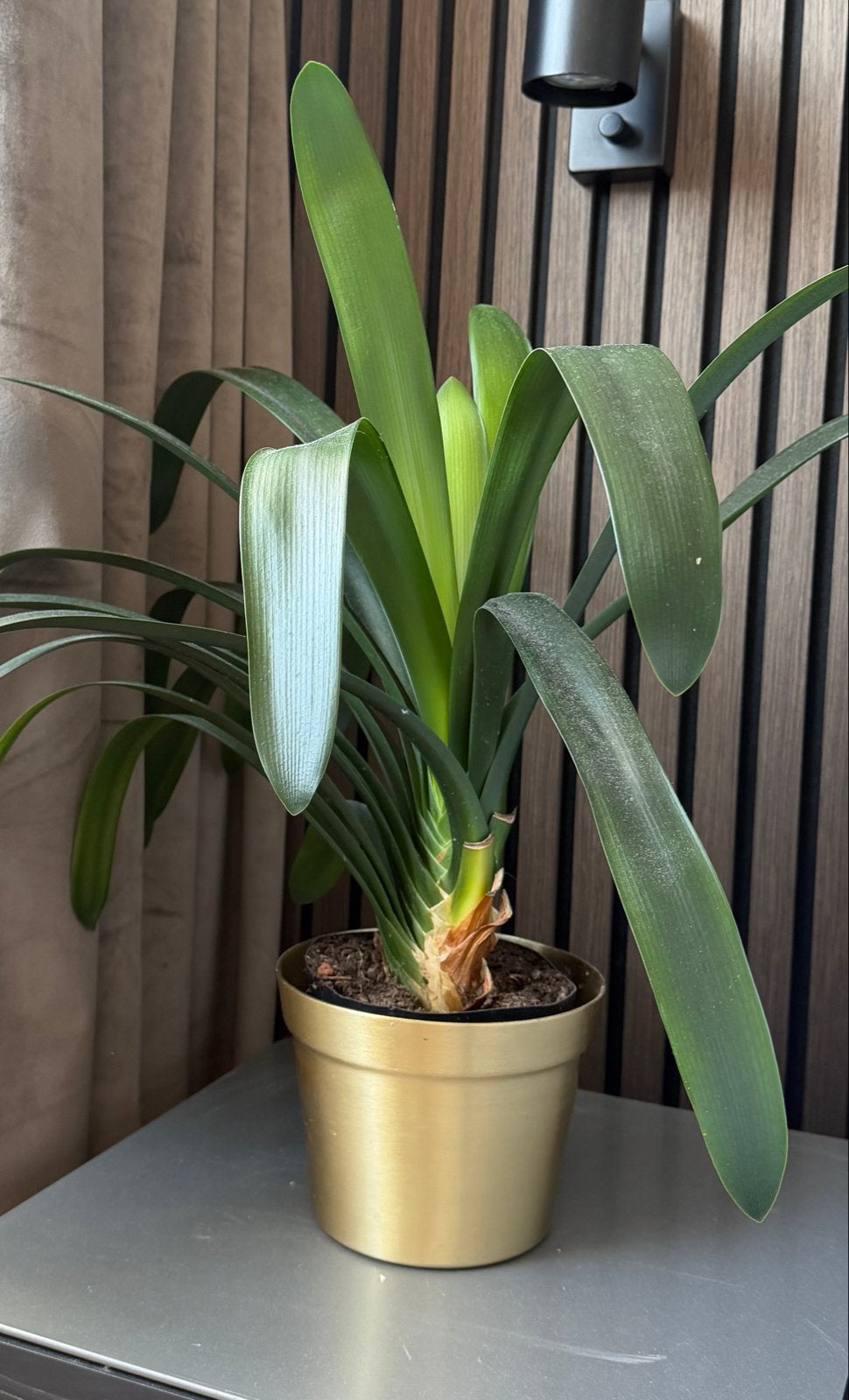 Mooie groene kamerplant, Ophalen, Overige soorten, Halfschaduw, In pot