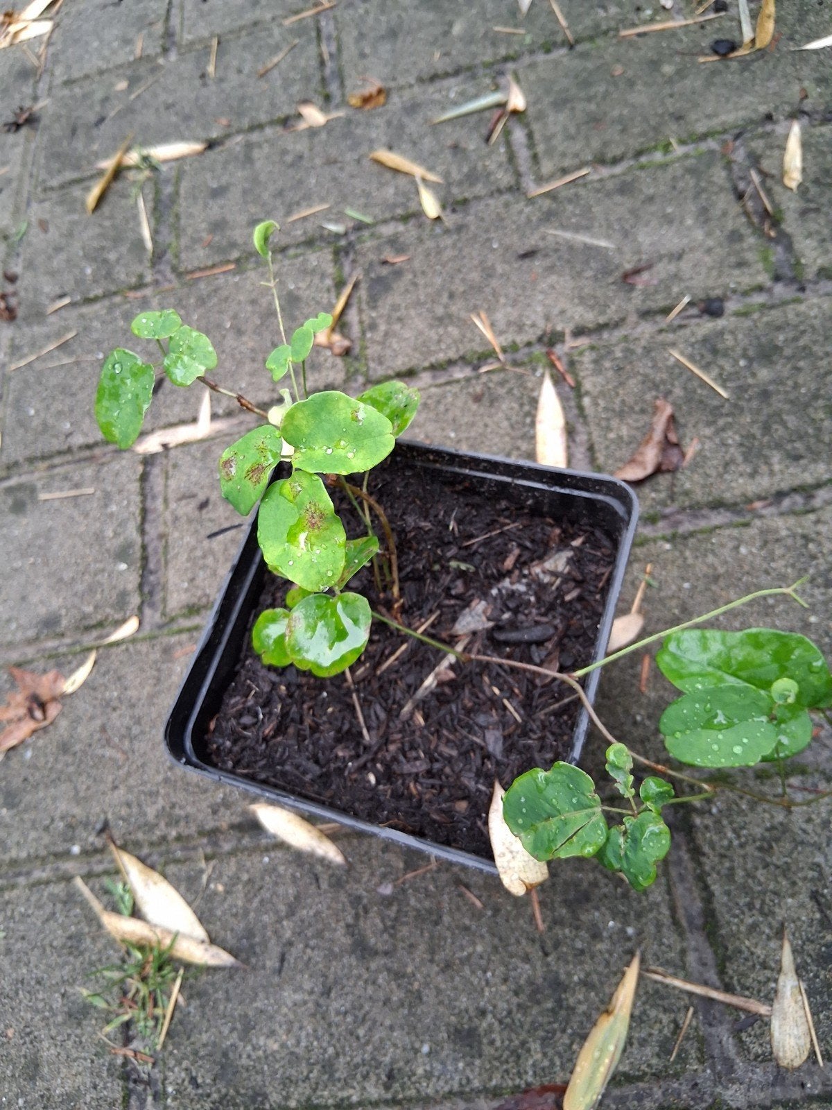 akebia quinata schijnaugurk, Ophalen, Minder dan 100 cm, Overige soorten