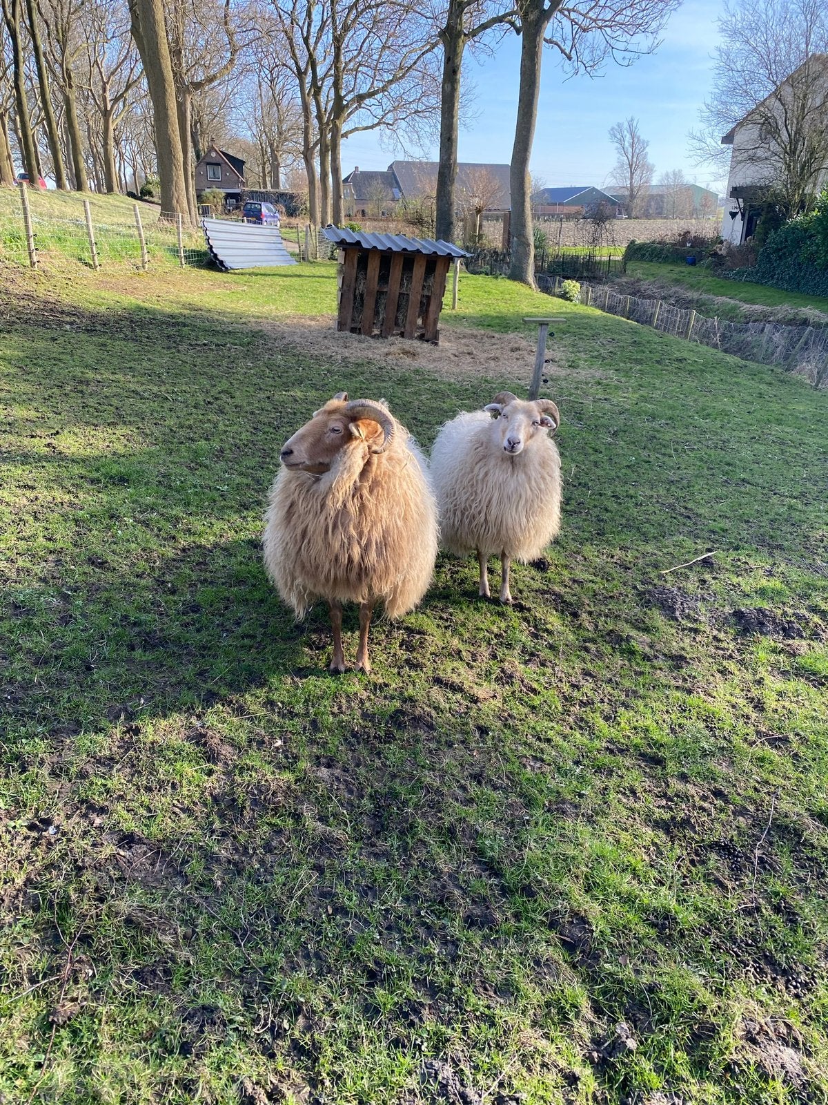 Schapenwol, Dieren en Toebehoren, Meerdere dieren, Schaap