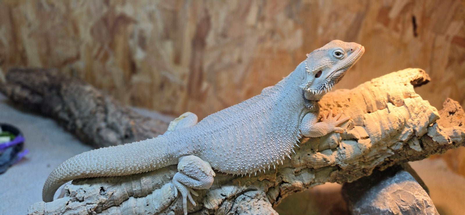 nakweek baardagaam Bearded Dragon photo 3