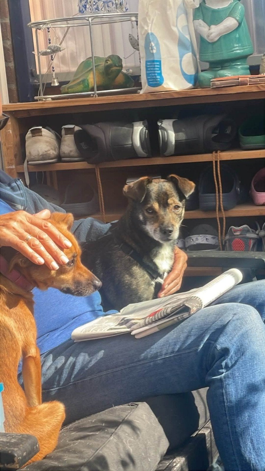 🐾🤎 MORIS – 7 JAAR… EN NOG STEEDS WACHT HIJ OP IEMAND, Dieren en Toebehoren, 6 jaar of ouder, Reu, Eén hond, Klein