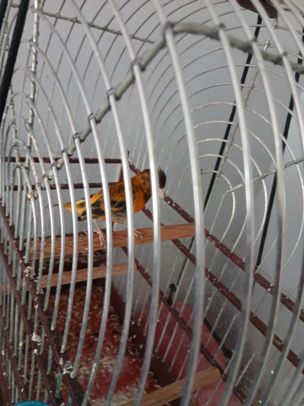 2x F1 TEKOOP, Dieren en Toebehoren, Vogels | Overige Vogels, Mannelijk, Tam
