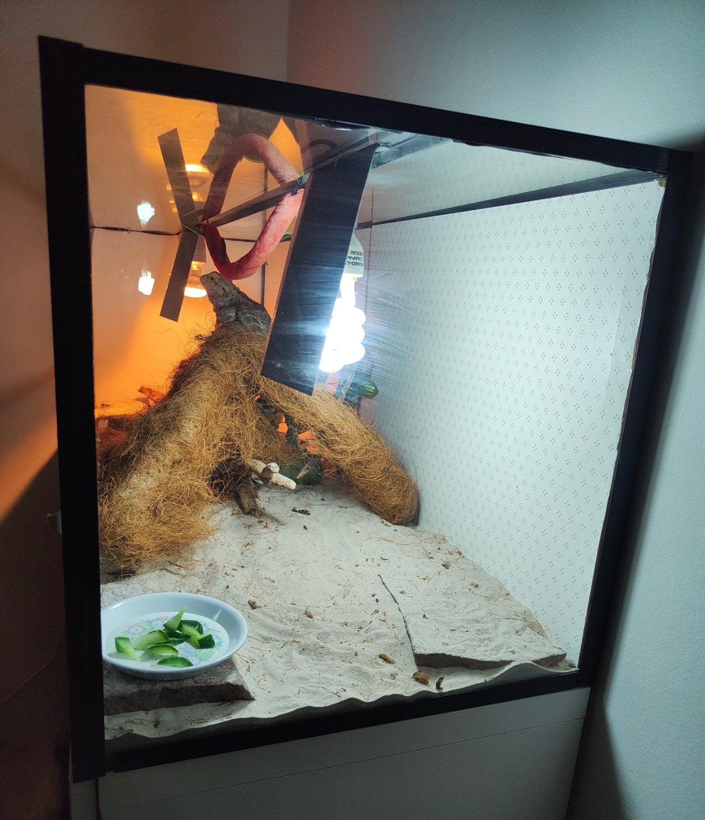 Baardagaam met terrarium Bearded Dragon photo 2