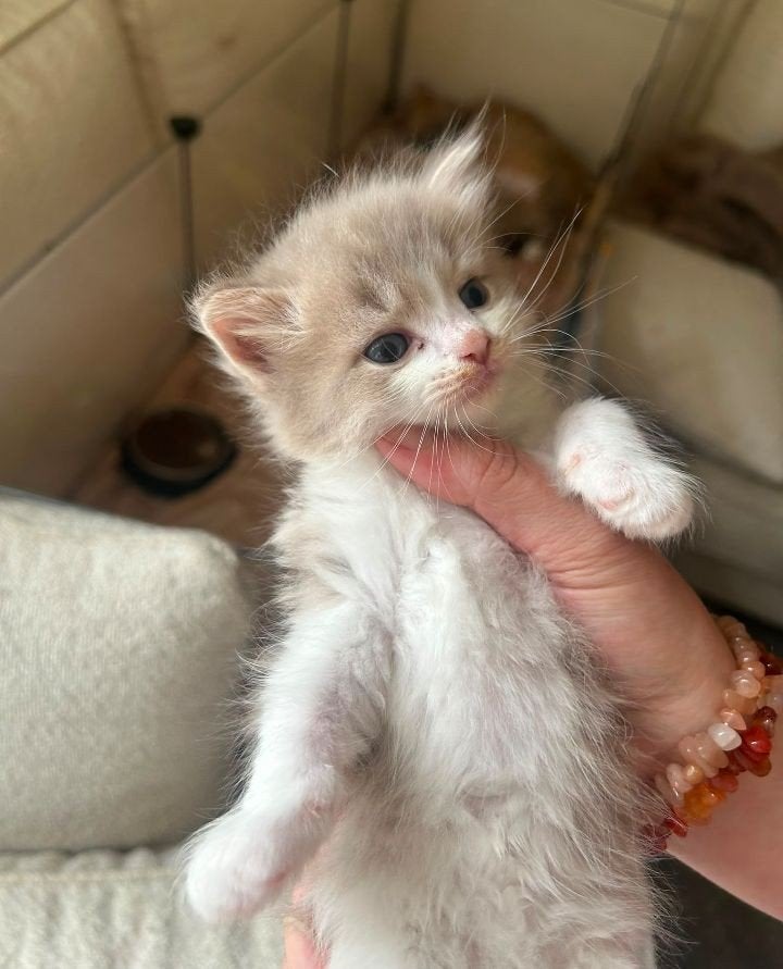 prachtige en zeer sociale Ragdoll kittens unieke kleurtjes, Dieren en Toebehoren, Meerdere dieren, Ontwormd, 0 tot 2 jaar