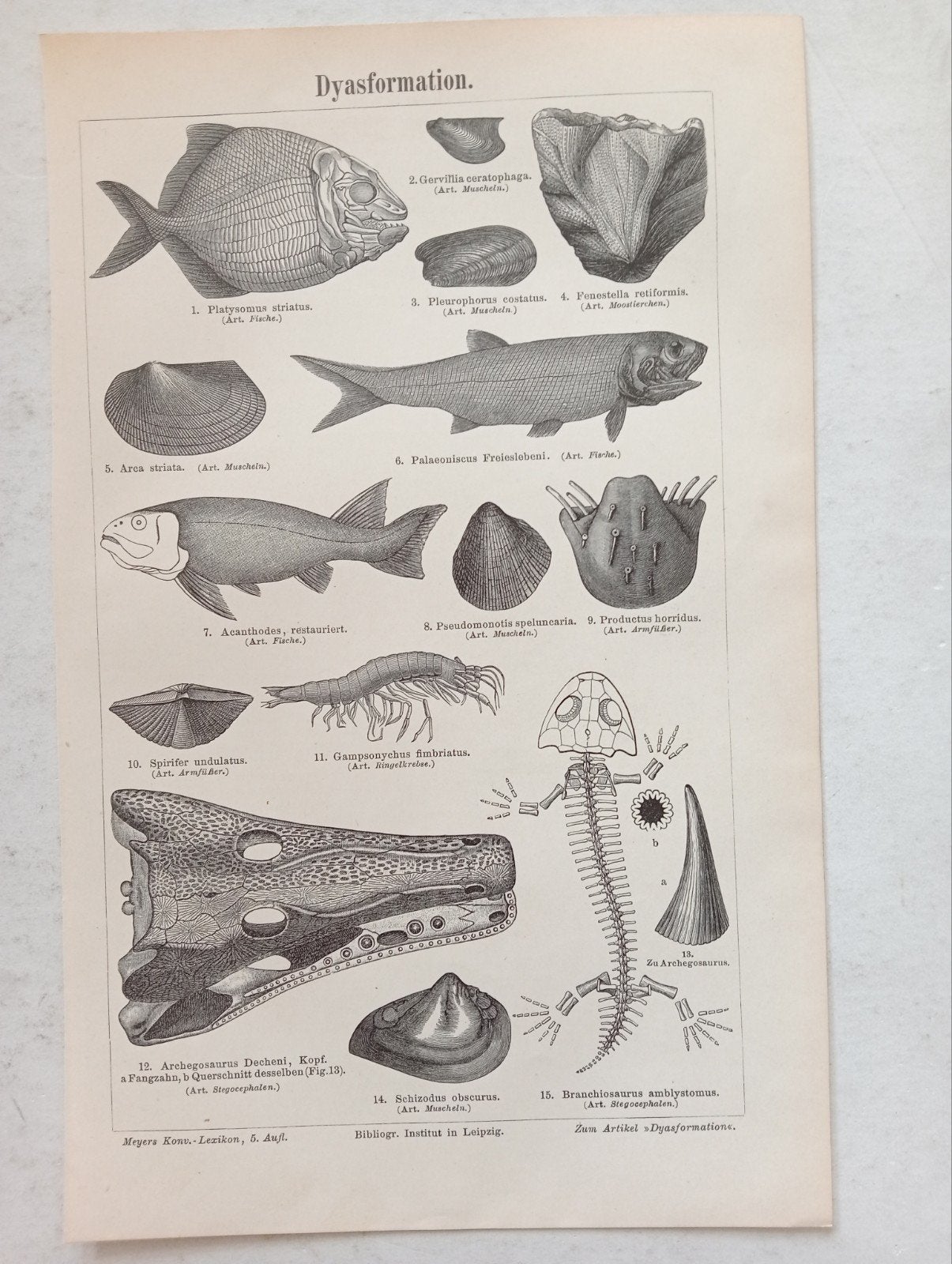 19e eeuwse gravure Perm Fossielen Vissen Amfibieën, Ophalen of Verzenden