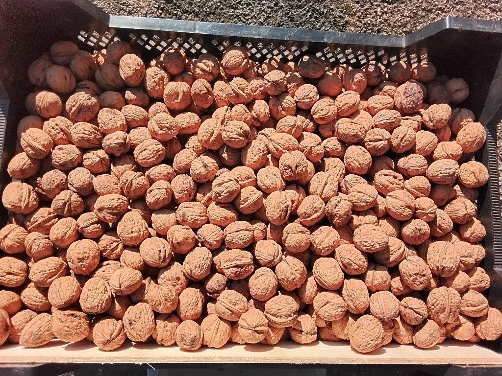 Te koop verse walnoten., Ophalen