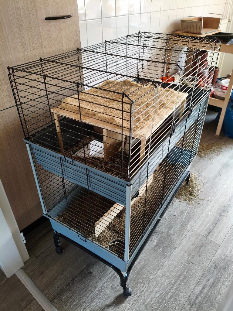 Cavia flat, Dieren en Toebehoren, Ophalen, 90 cm of meer, Konijn, Hok
