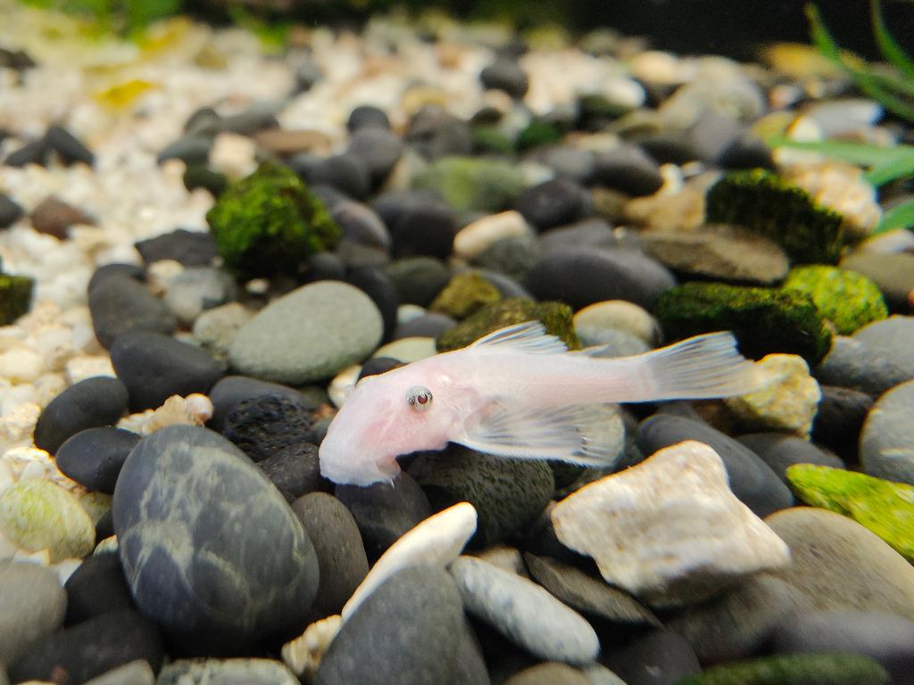 Ancistrus Snow White, Dieren en Toebehoren, Vissen | Aquariumvissen, Zoetwatervis, Vis