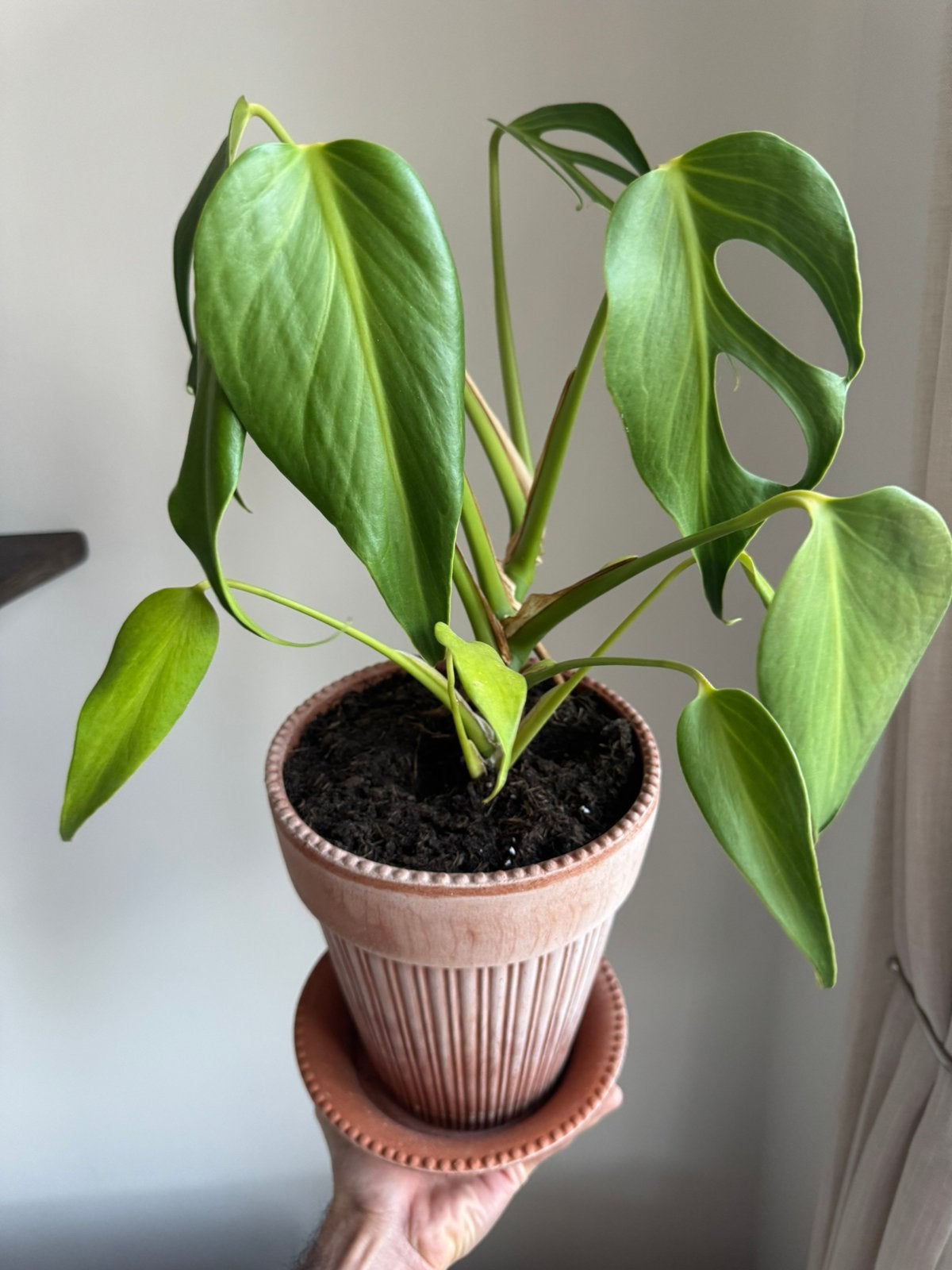 Monstera burle marx flame, Huis en Inrichting, Ophalen of Verzenden, Halfschaduw, Minder dan 100 cm