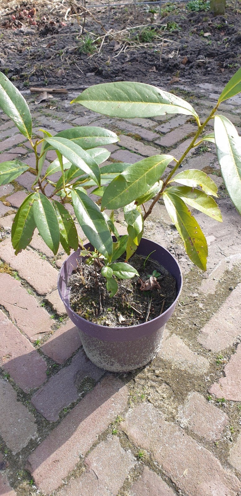 Laurier., Ophalen of Verzenden, Overige soorten, Halfschaduw