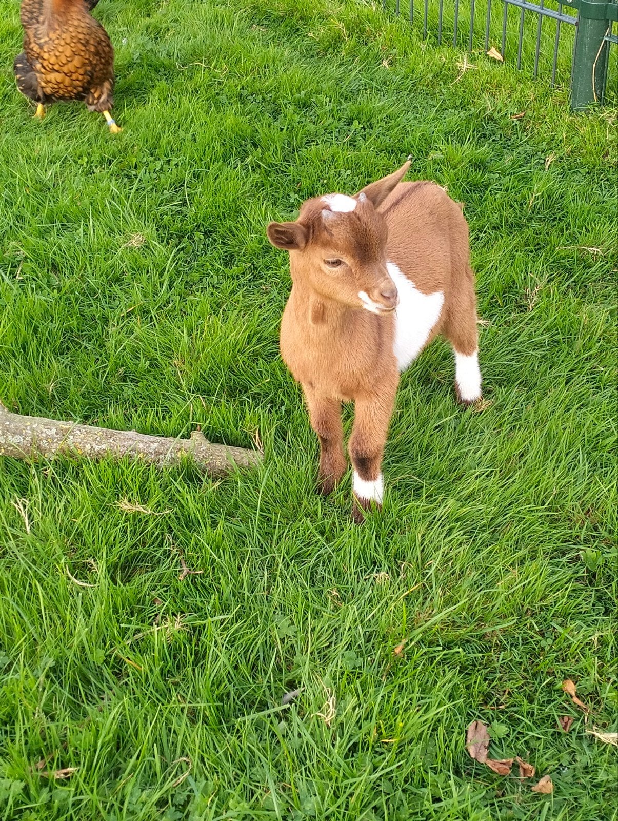 dwerggeiten bokken, Meerdere dieren, Geit