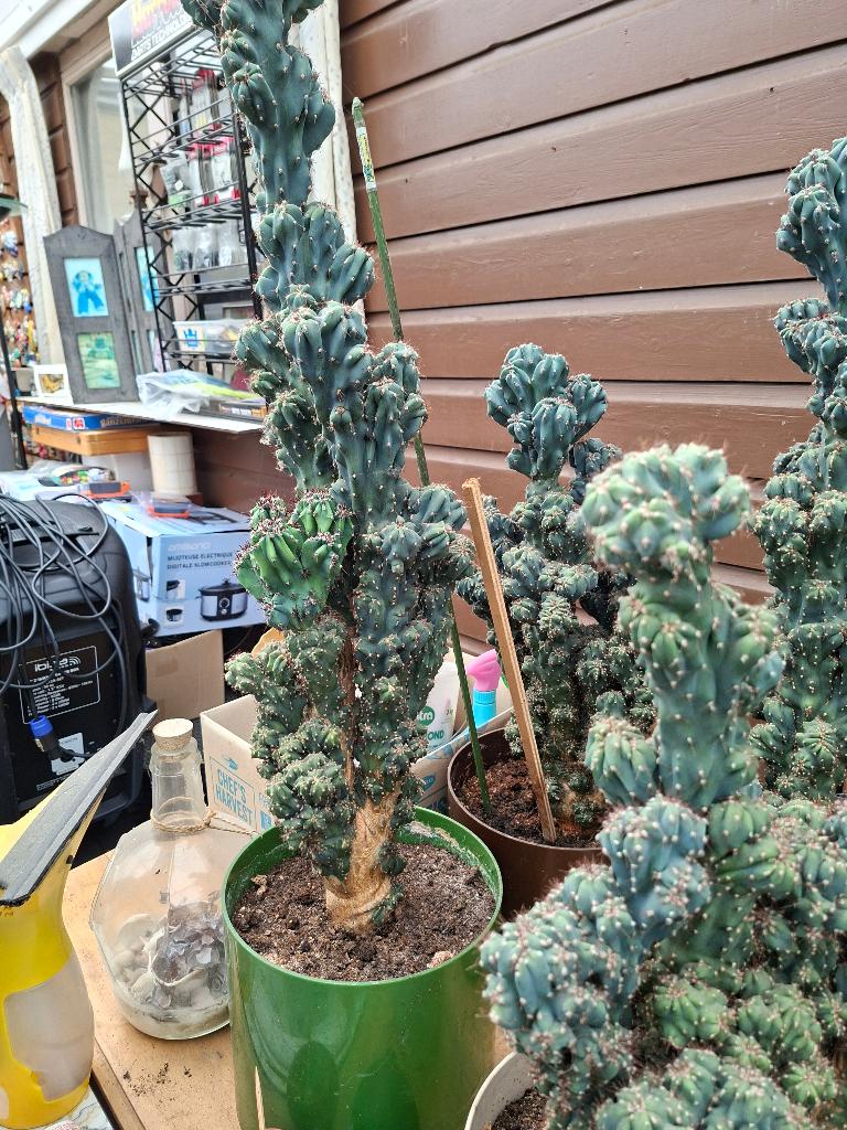 Grote en unieke Cereus Peruvianus Monstrosus cactussen, Tuin en Terras, Ophalen, Gebruikt