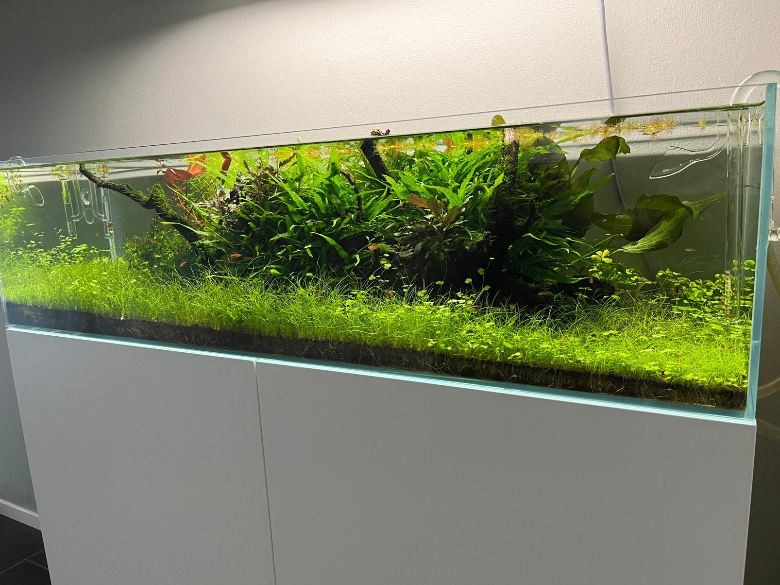 Aquariumplanten, Plantenvoeding en koolstof bemesting, Ophalen of Verzenden, Nieuw, Plant(en), Steen of Hout