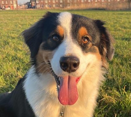 Gouden mandje voor Koda, Dieren en Toebehoren, Honden | Niet-rashonden, Reu, Eén hond, 3 tot 5 jaar, Nederland