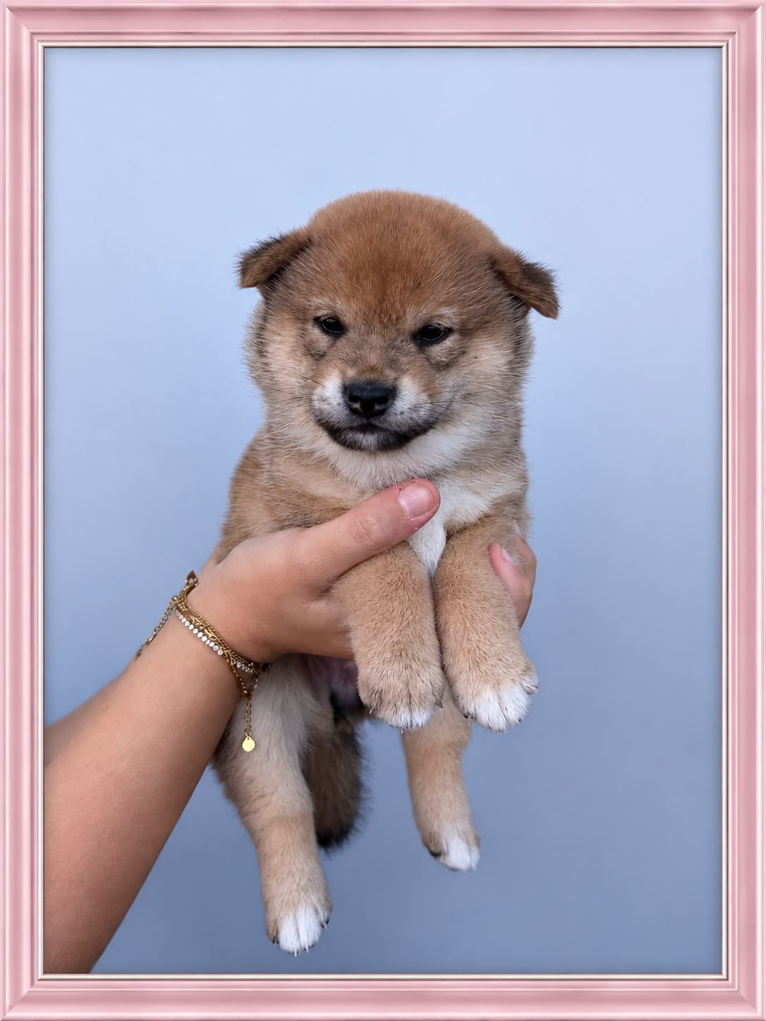 Mooie Shiba puppy’s zoeken een liefdevol thuis, 8 tot 15 weken, Poolhond, Meerdere, Meerdere dieren