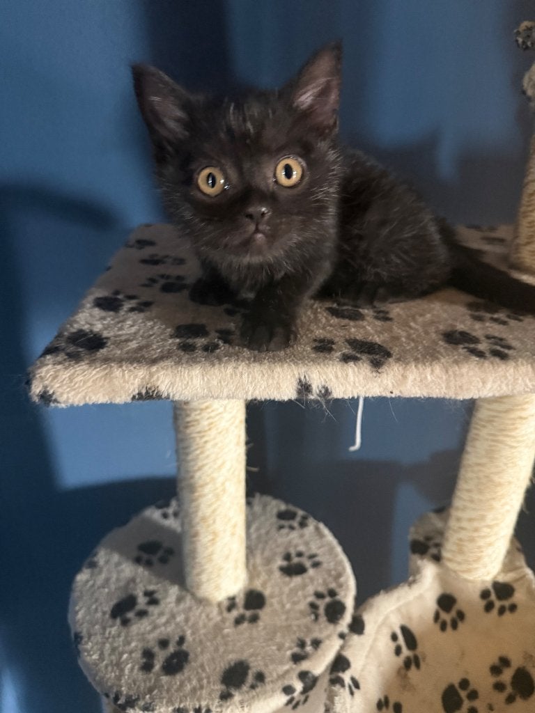 Britse korthaar Kitten, Meerdere dieren, Ontwormd, 0 tot 2 jaar