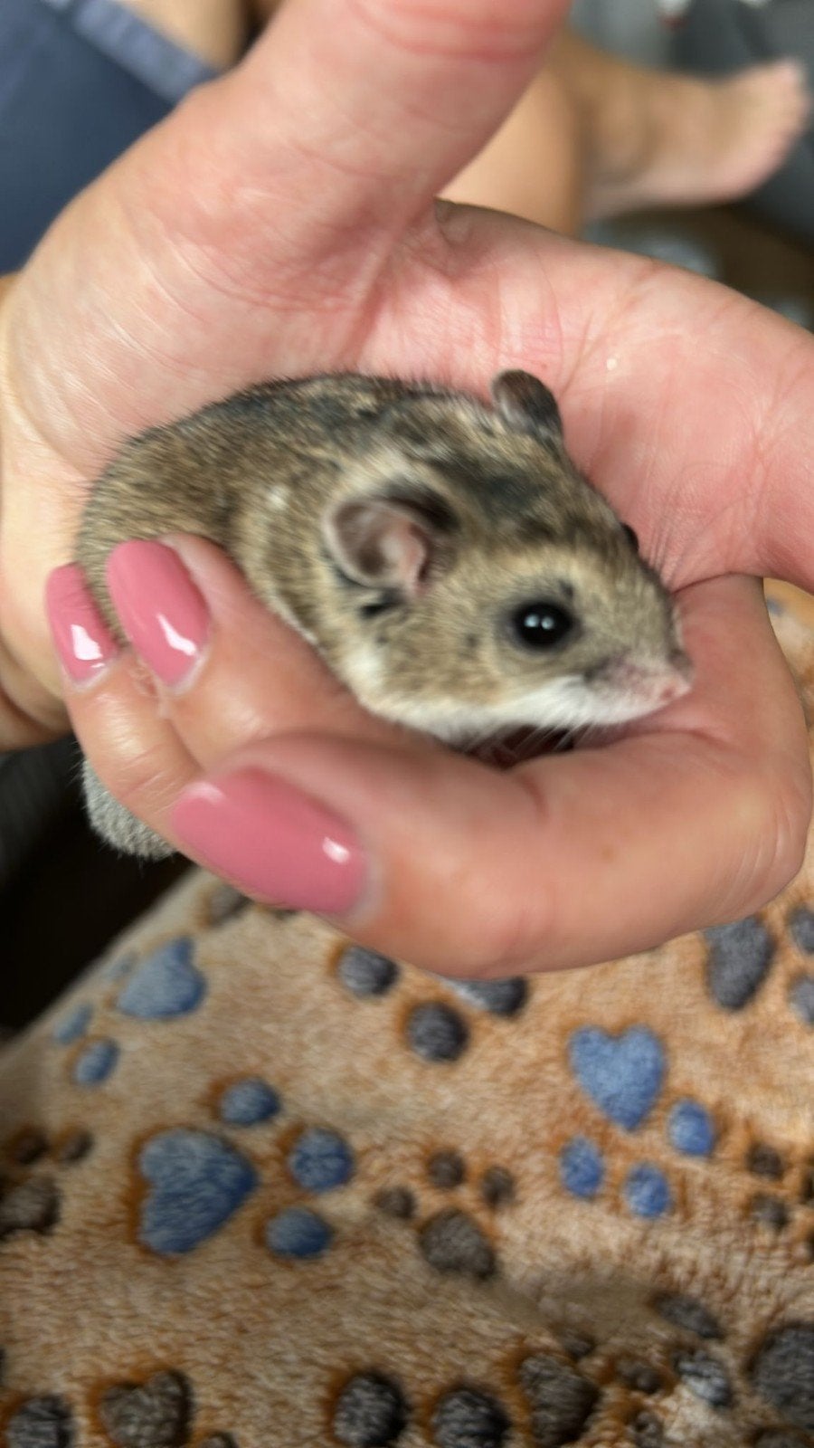 hamster kooi, Kooi, Minder dan 75 cm, Hamster, Ophalen