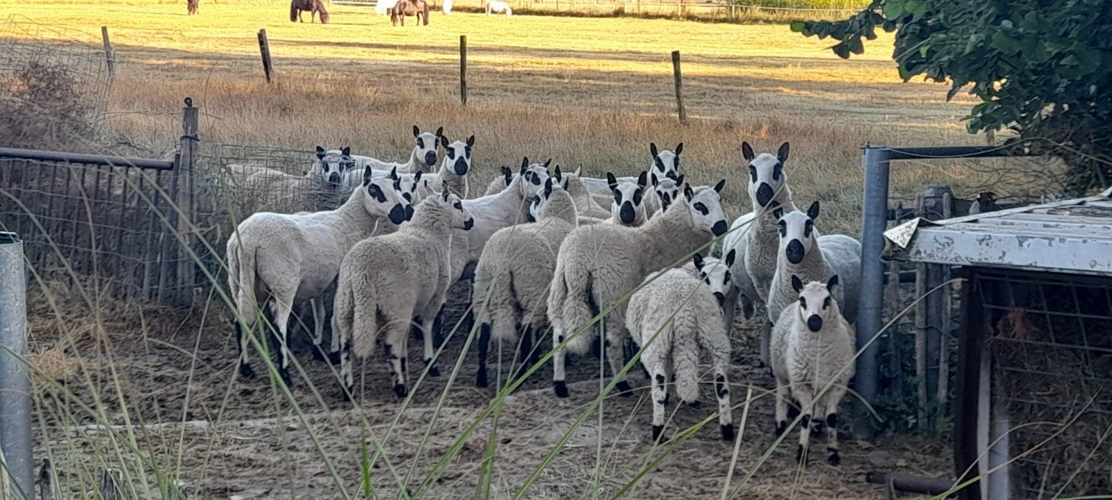 stamboek kerry hill ooien en rammen, Dieren en Toebehoren, Meerdere dieren, Schaap, 0 tot 2 jaar