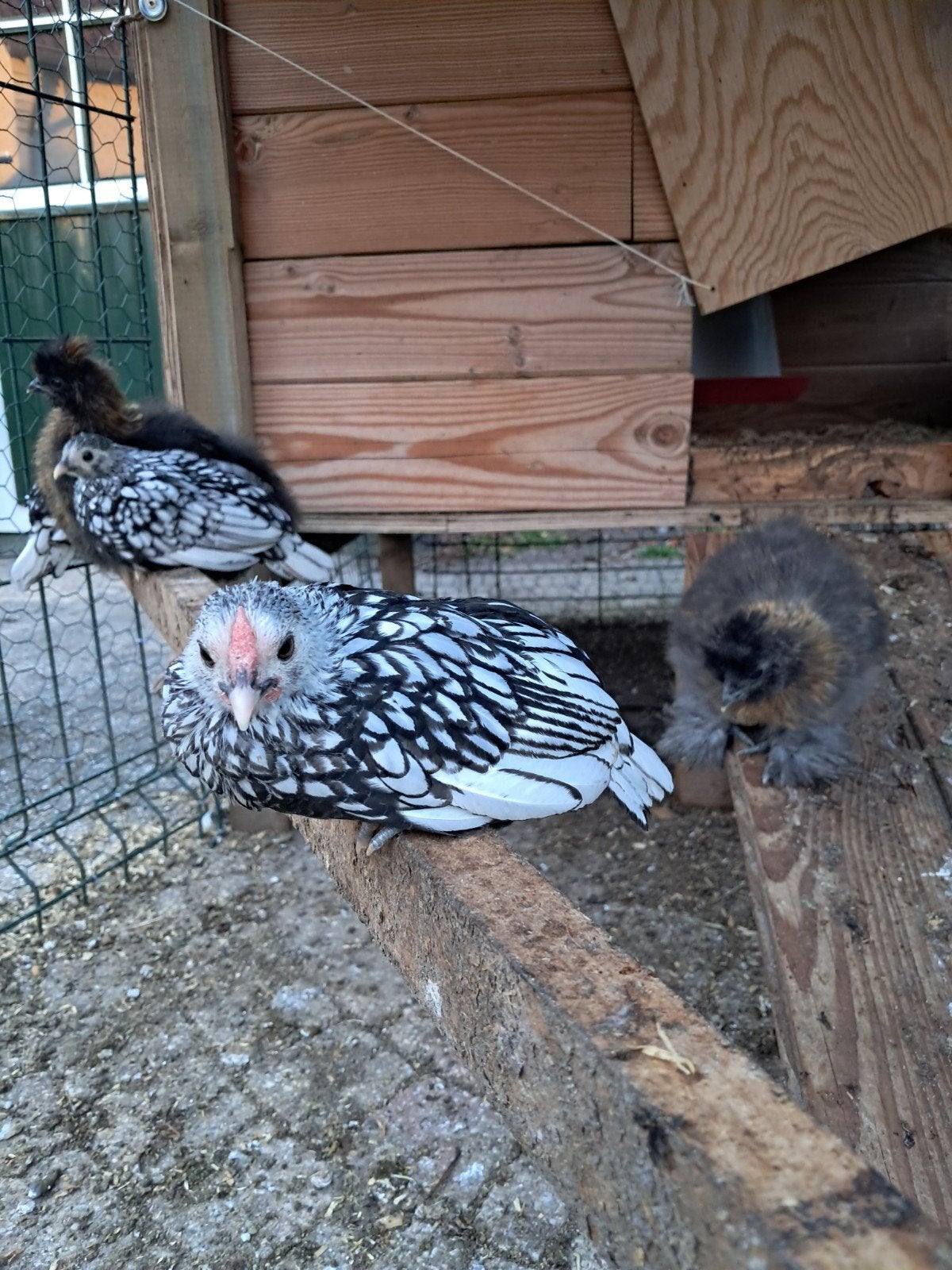 Sebright, Dieren en Toebehoren, Mannelijk, Kip