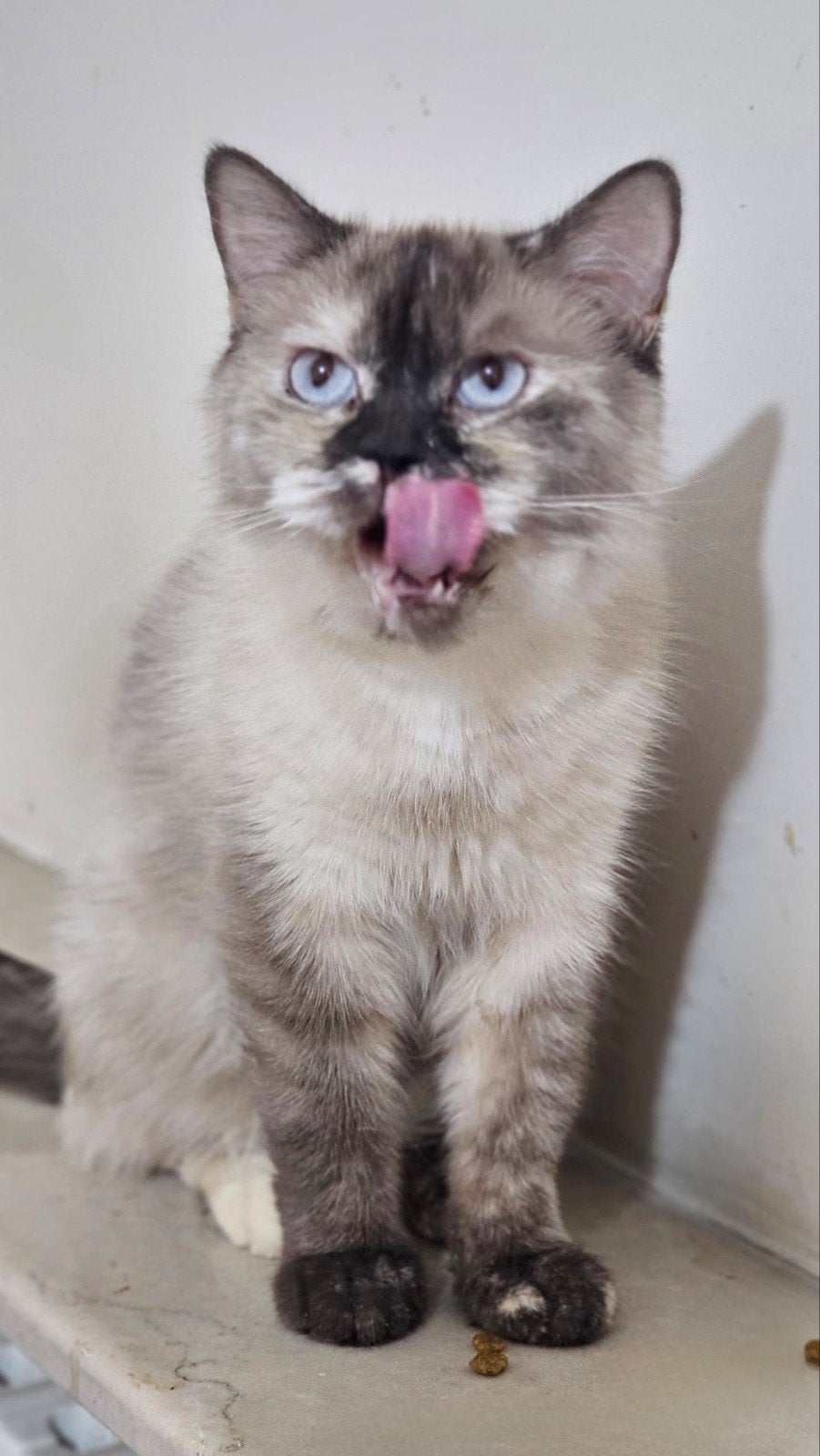 lieve noska wil een baasje, Dieren en Toebehoren, Katten en Kittens | Overige Katten, Poes, Kortharig, 0 tot 2 jaar