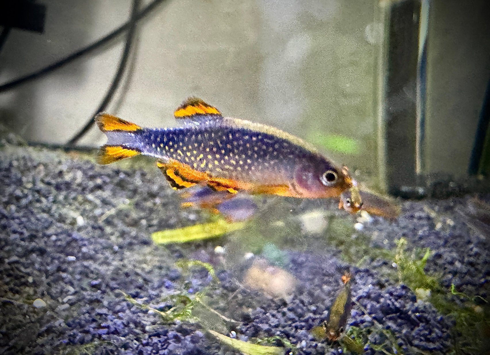 Rasbora Galaxy - Danio margaritatus, Vis, Zoetwatervis, Schoolvis