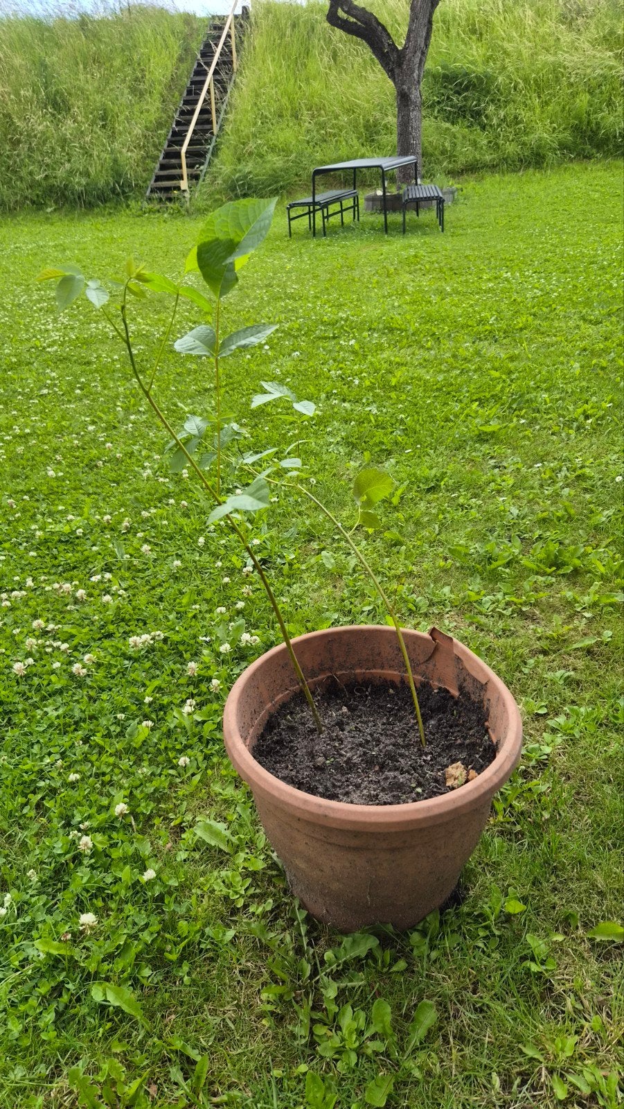 Mooie jonge walnoot stekjes - 4 beschikbaar, Tuin en Terras, Planten | Bomen, Overige soorten, Lente, Minder dan 100 cm, Ophalen