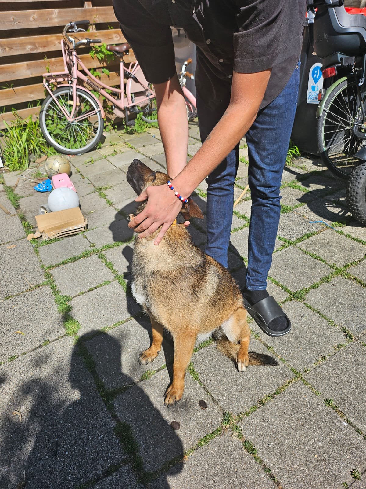 Mechelse herder  14 maanden, 1 tot 2 jaar, Teef, Parvo, Eén hond