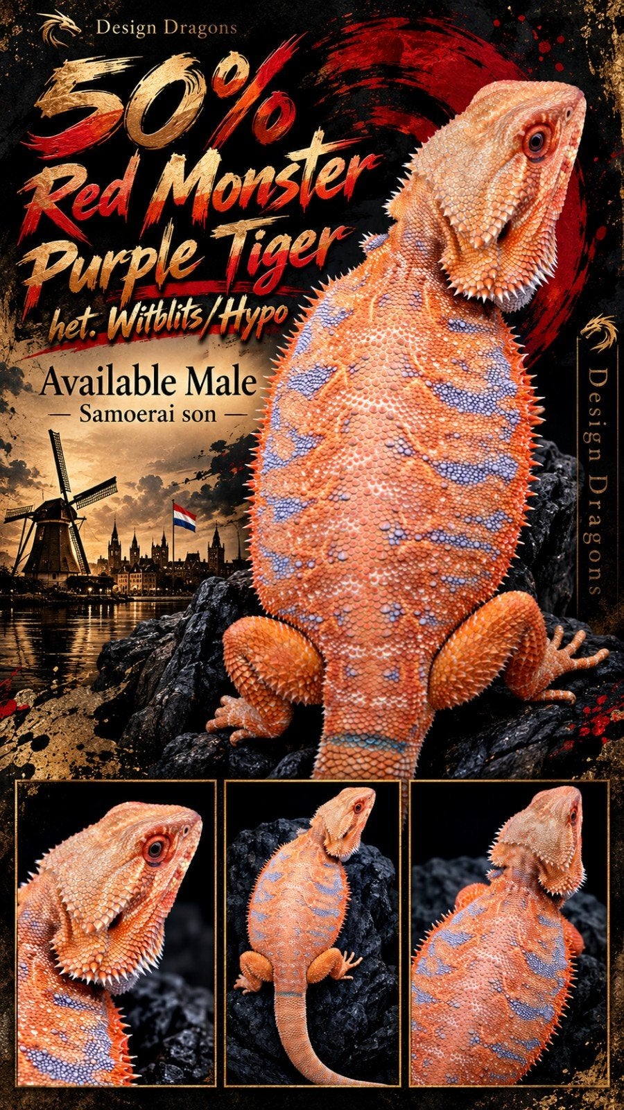50% Red Monster Purple Tiger het. Witblits/Hypo Baardagaam, Dieren en Toebehoren, Hagedis, 0 tot 2 jaar
