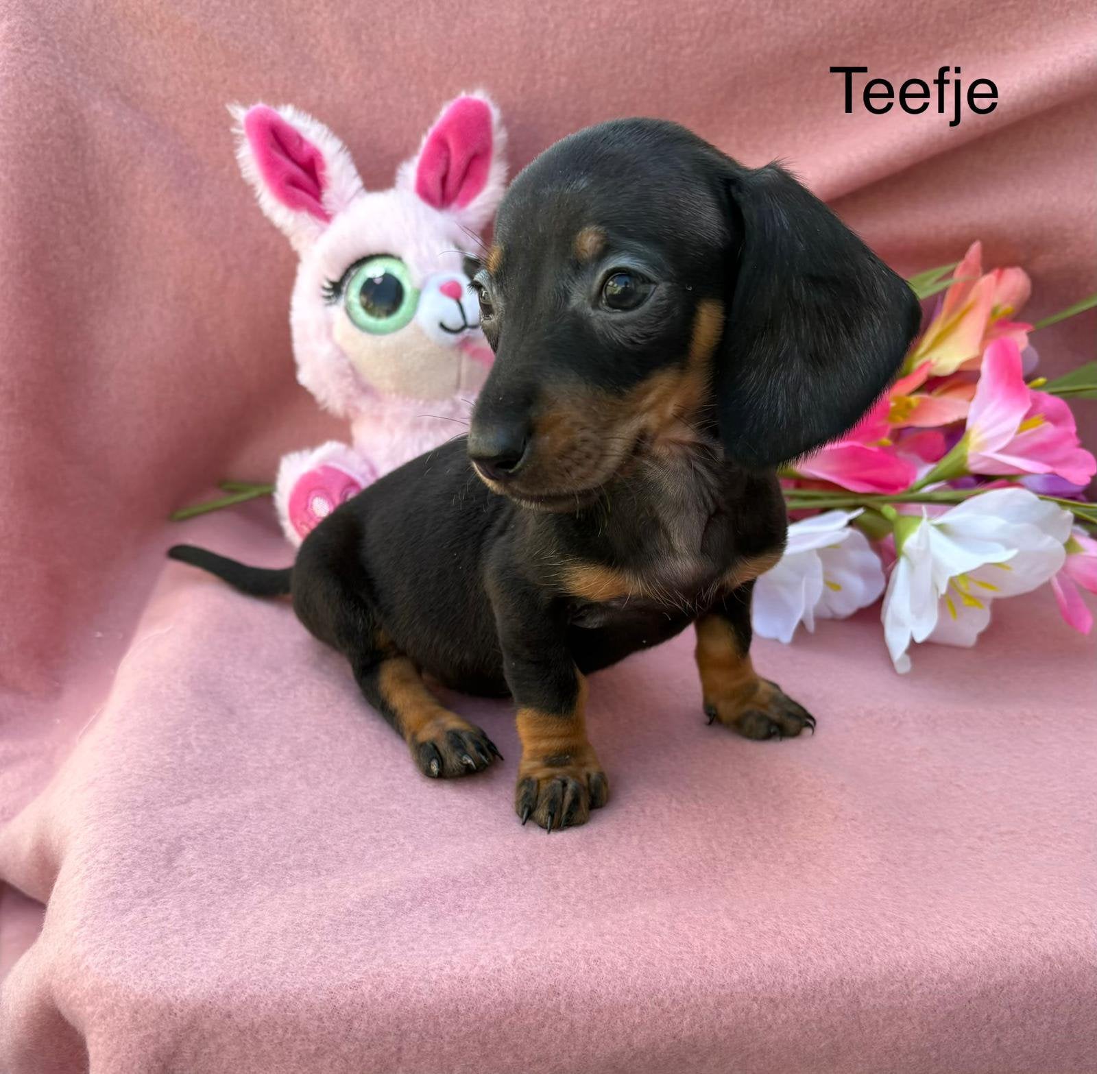 Dwerg teckel puppy’s, Parvo, 8 tot 15 weken, Korthaar, Dwerg