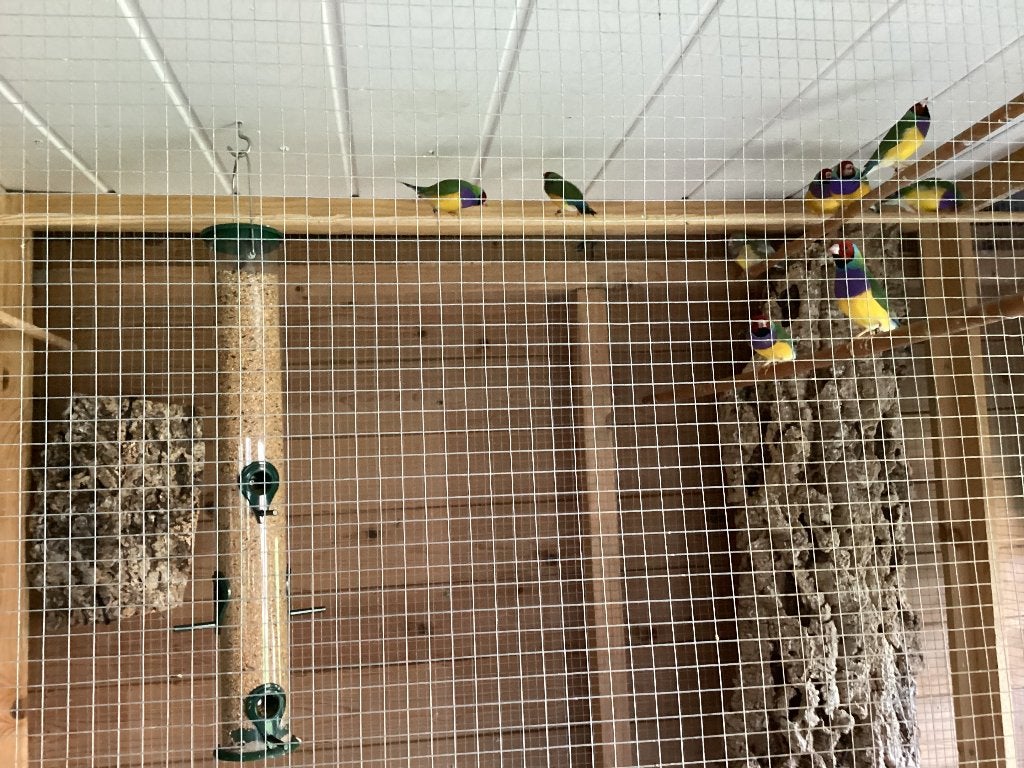 Te koop; Gould Amadines, Dieren en Toebehoren, Meerdere dieren, Tropenvogel