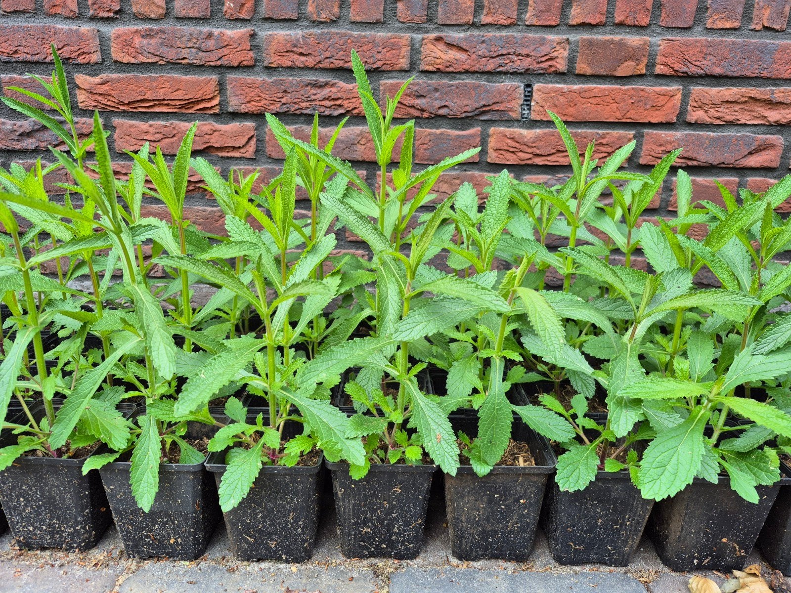 Verbena bonariensis (Ijzerhard), Ophalen, Zomer, Overige soorten, Volle zon