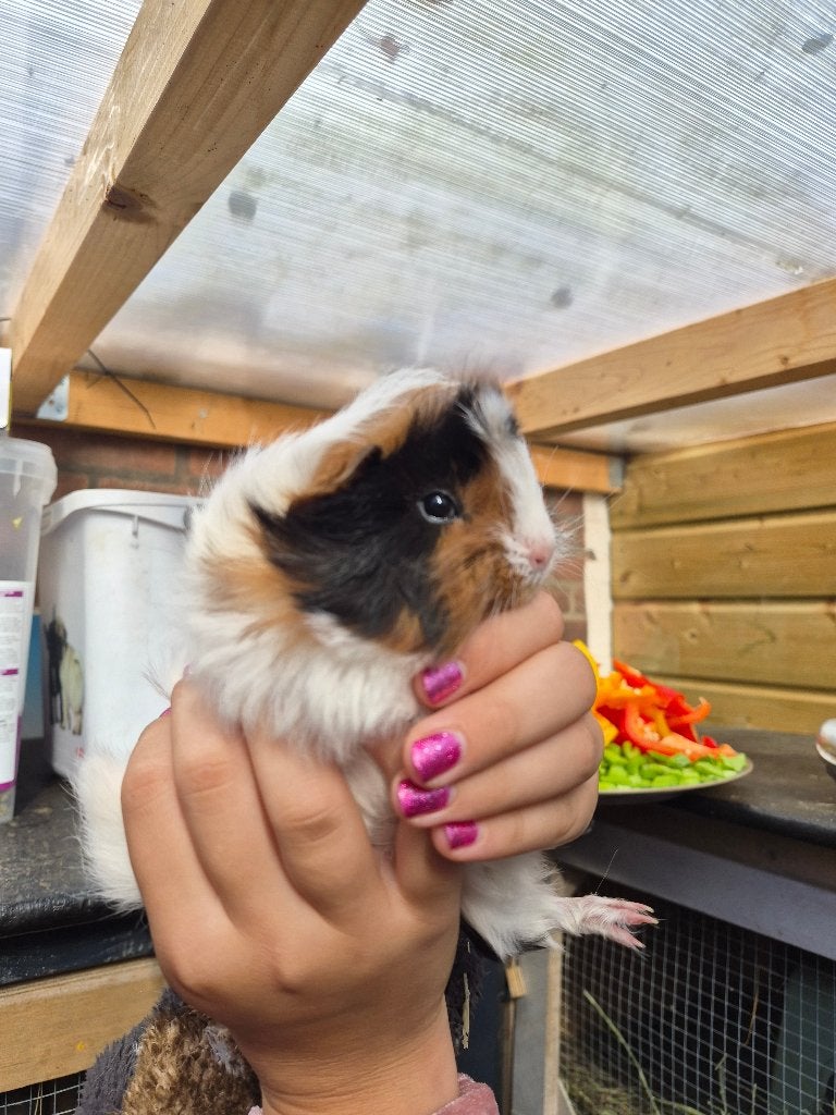 Cavia baby zeugje Peruvian ️, Dieren en Toebehoren, Cavia, Vrouwelijk, Tam, September