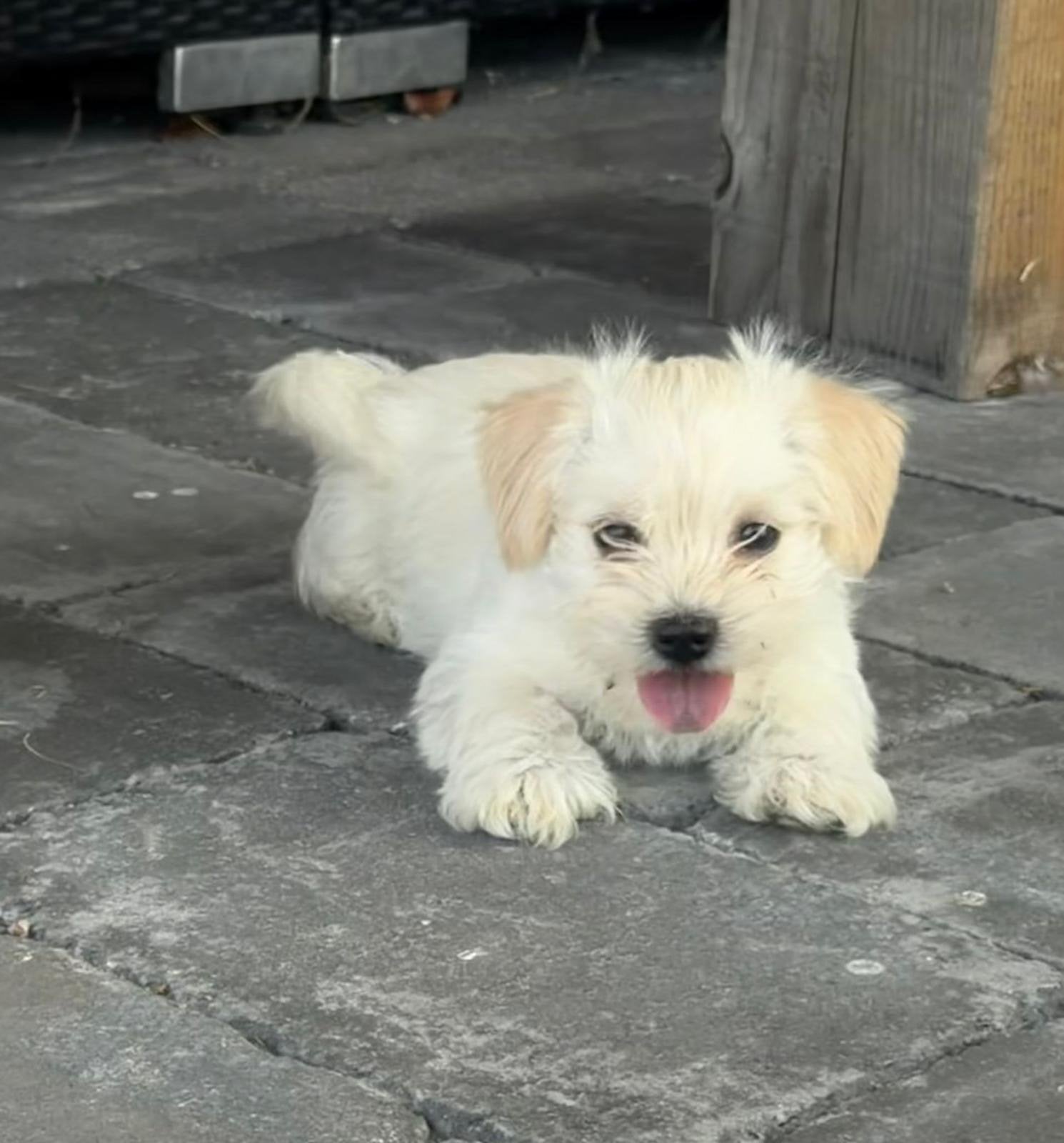Speelse boomer pup,  reutje te koop, Reu, 8 tot 15 weken, Parvo, Eén hond