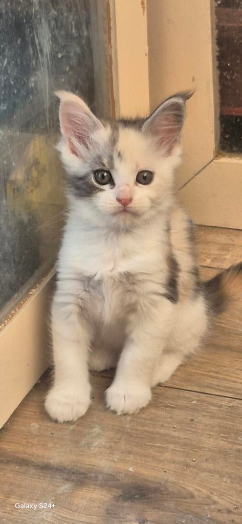 Er zijn 3 Maine-coon kittens geboren, Meerdere dieren, Met stamboom