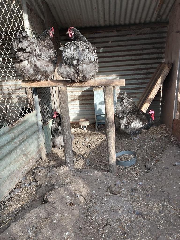 Broedeieren orpington blauw gezoomd, Dieren en Toebehoren, Pluimvee, Geslacht onbekend, Kip
